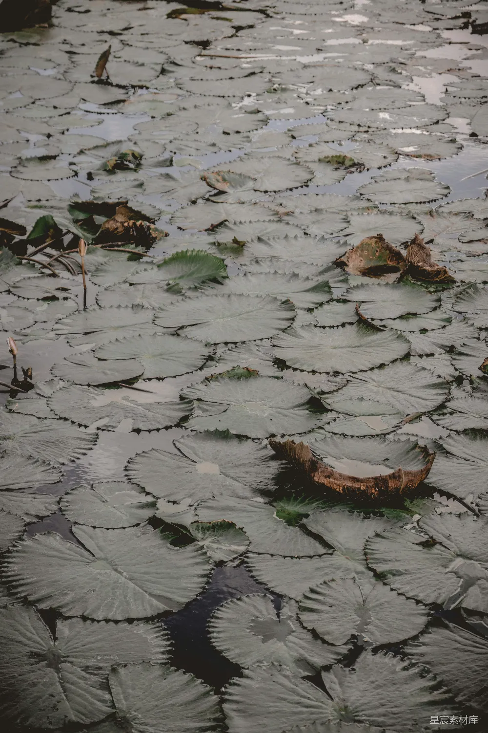 高清摄影 自然 宁静 生态 莲花 水面 莲叶湖面