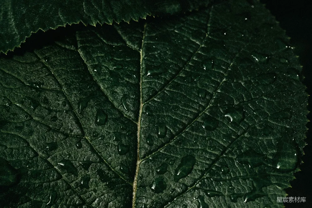 高清摄影 自然 绿色 植物 雨滴 纹理 雨后静谧的叶子
