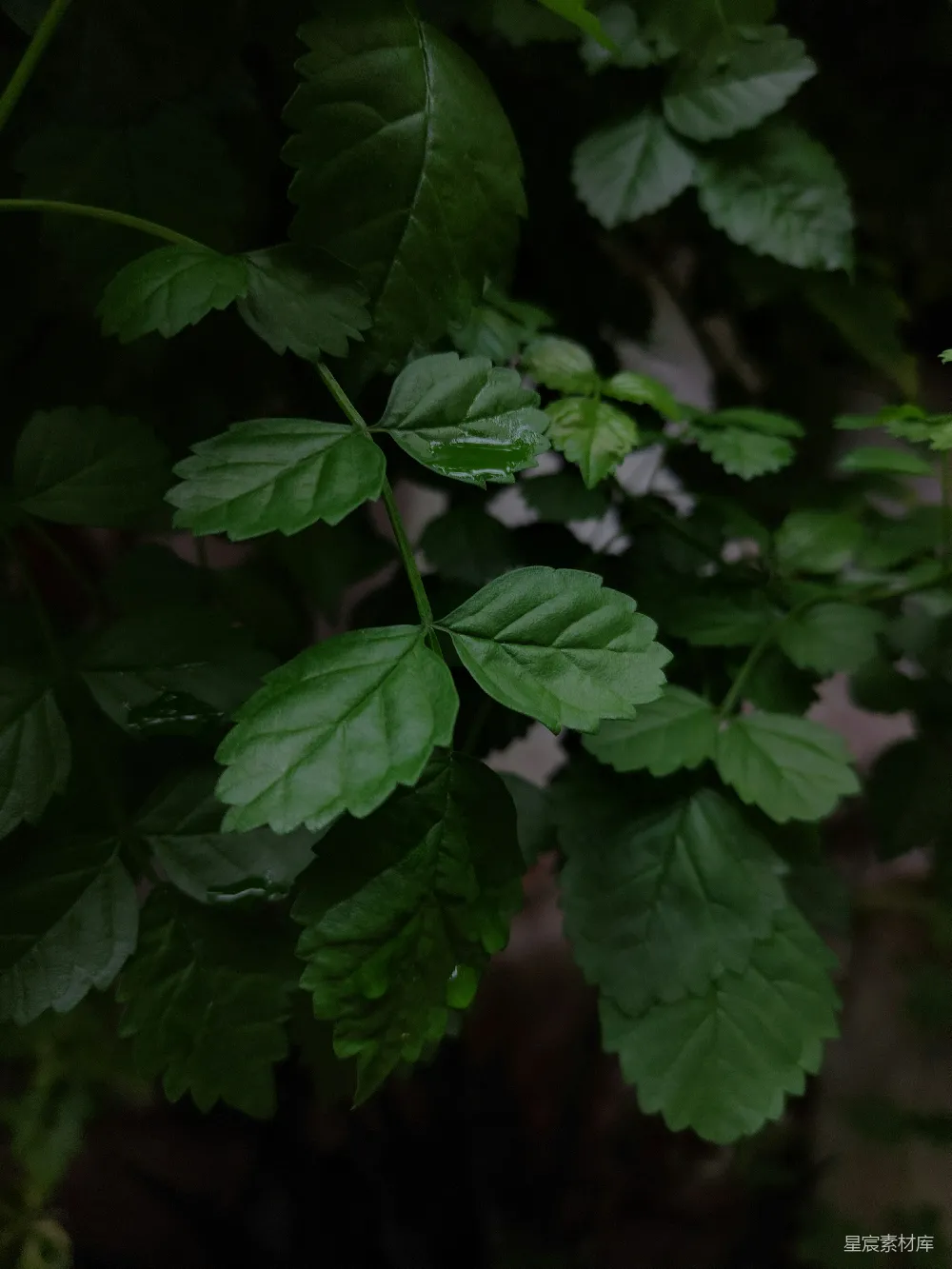 高清摄影 绿叶 清新 自然 雨后 植物 雨后清新绿叶
