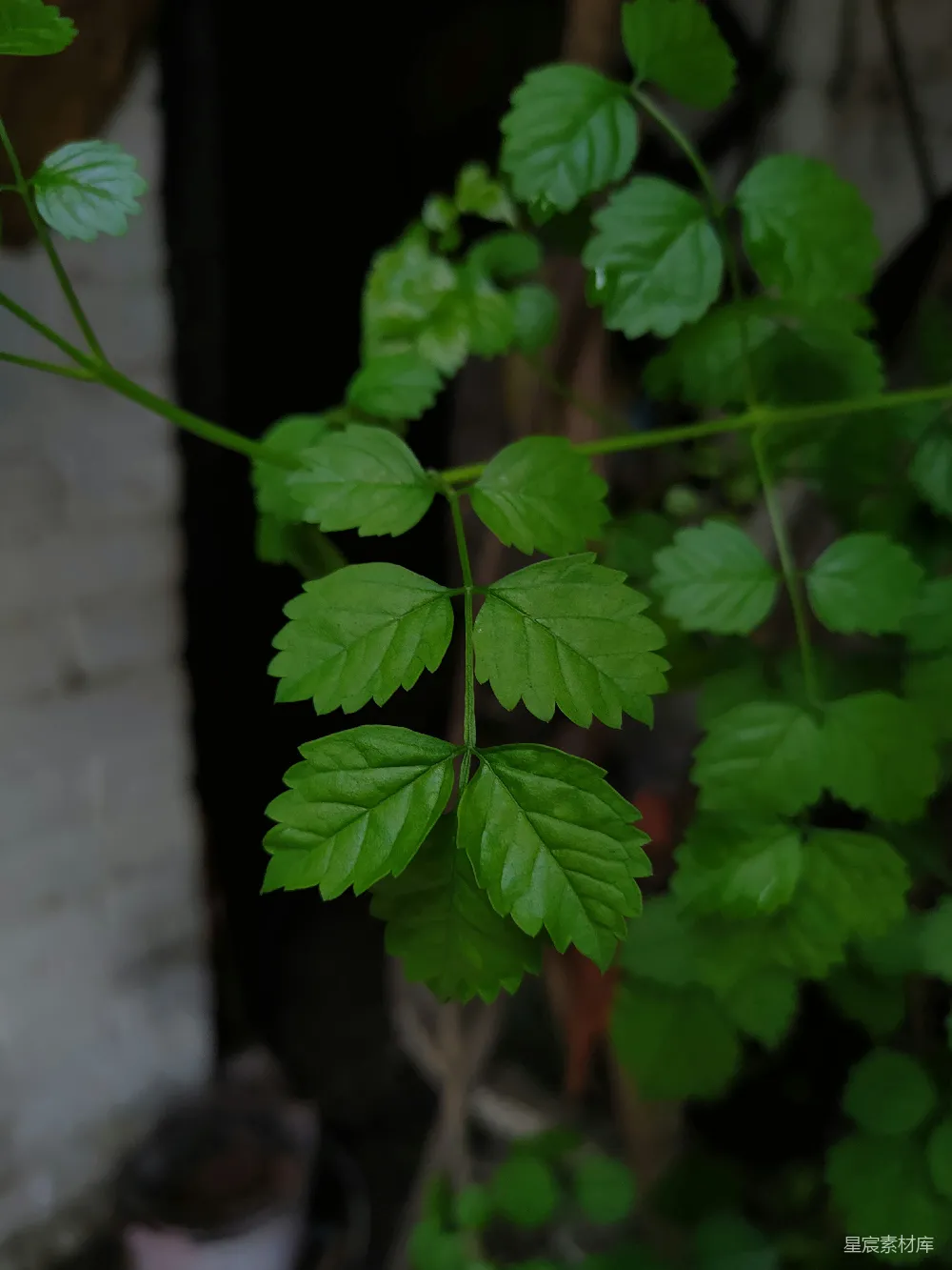 高清摄影 自然 清新 植物 春天 生命力 绿叶生机