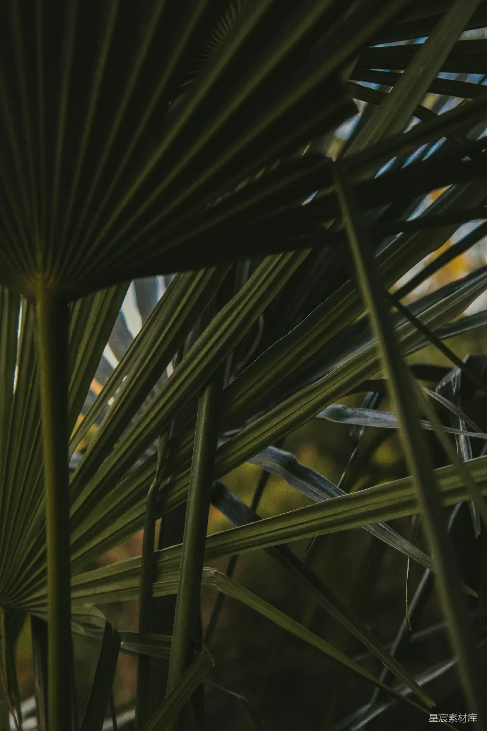 高清摄影 植物 自然 纹理 热带 背景 热带植物的纹理