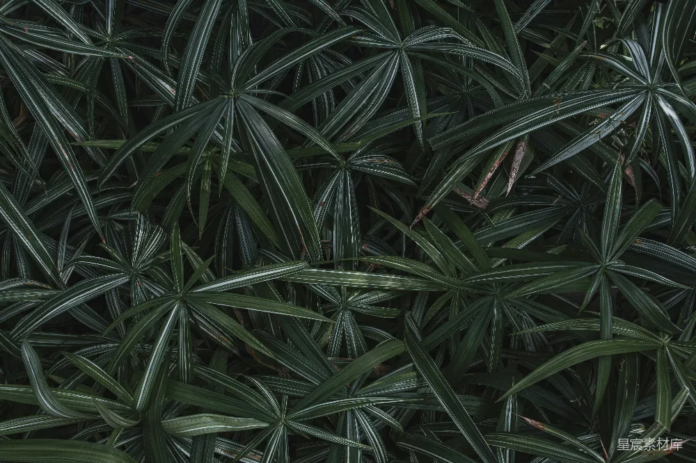 高清摄影 自然 植物 纹理 热带 背景 郁郁葱葱的棕榈叶