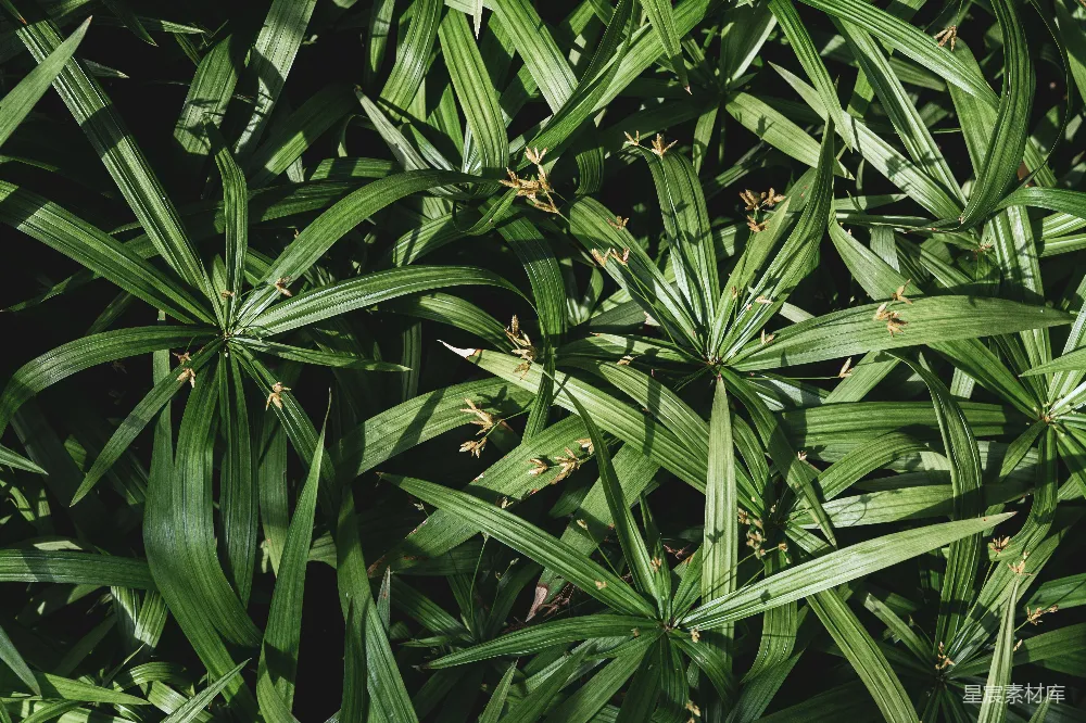 高清摄影 植物 自然 阳光 纹理 背景 阳光下的绿色植物