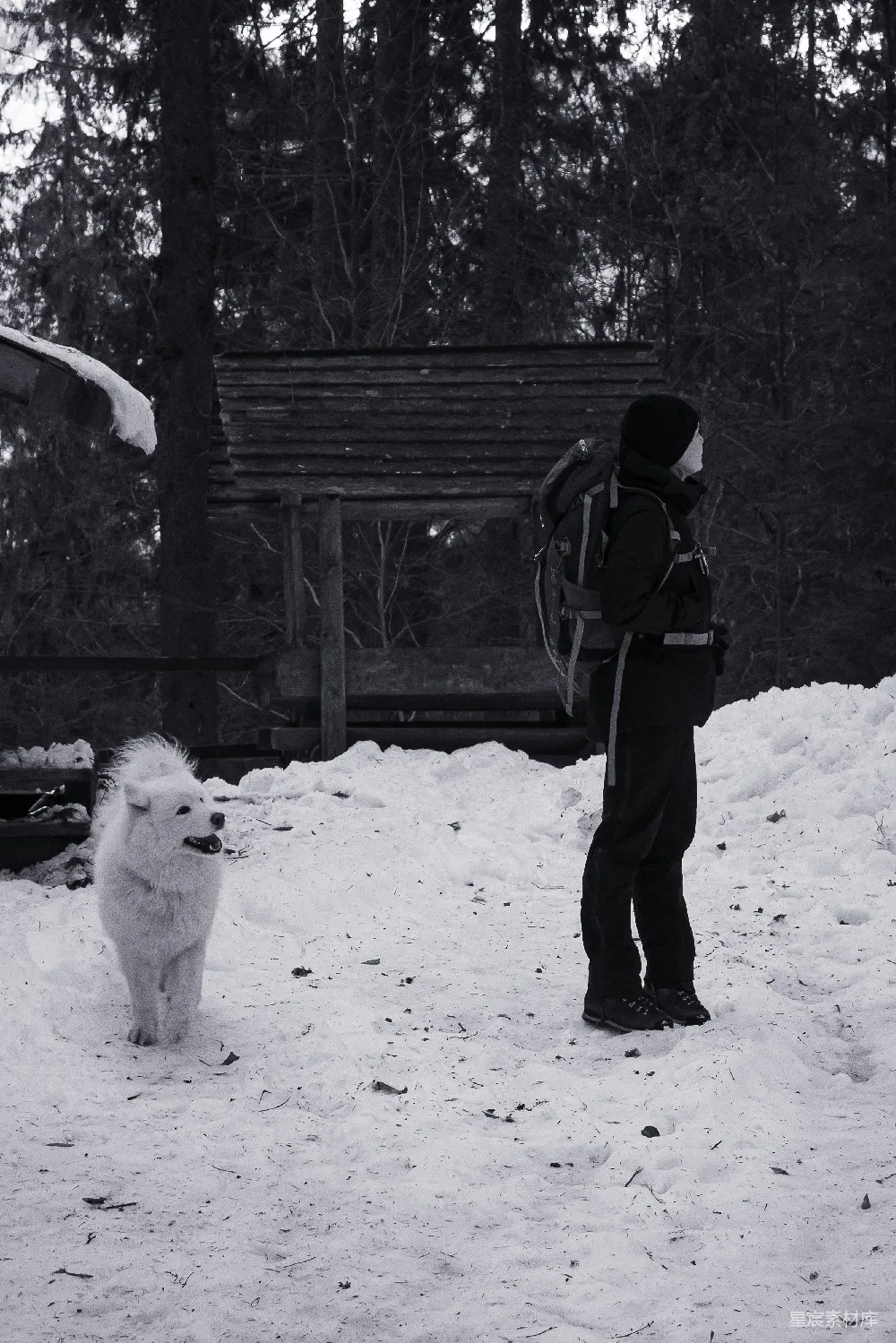 高清摄影 雪景 自然 户外 旅行 宠物 雪地中的旅人与小狗