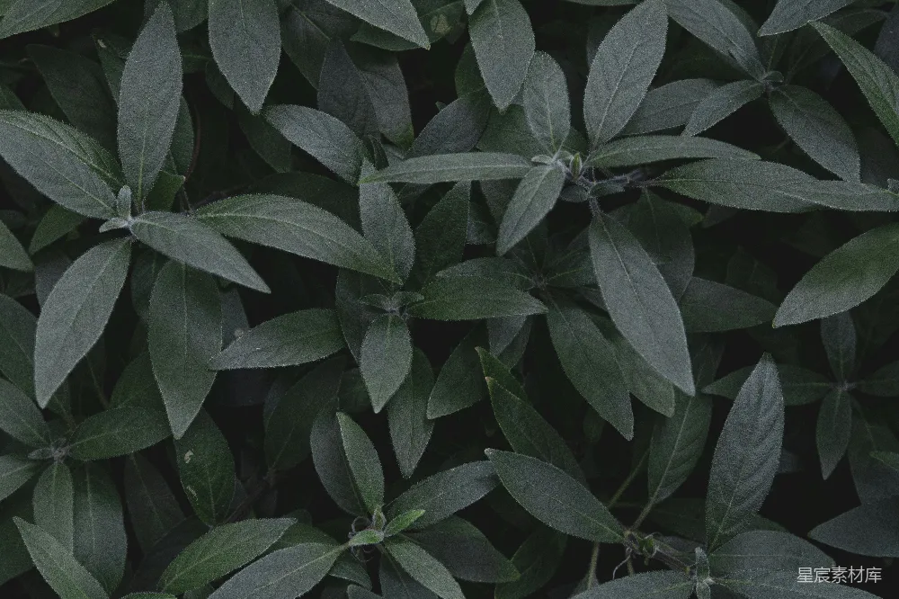 高清摄影 植物 深绿色 自然 纹理 背景 深绿色植物叶子