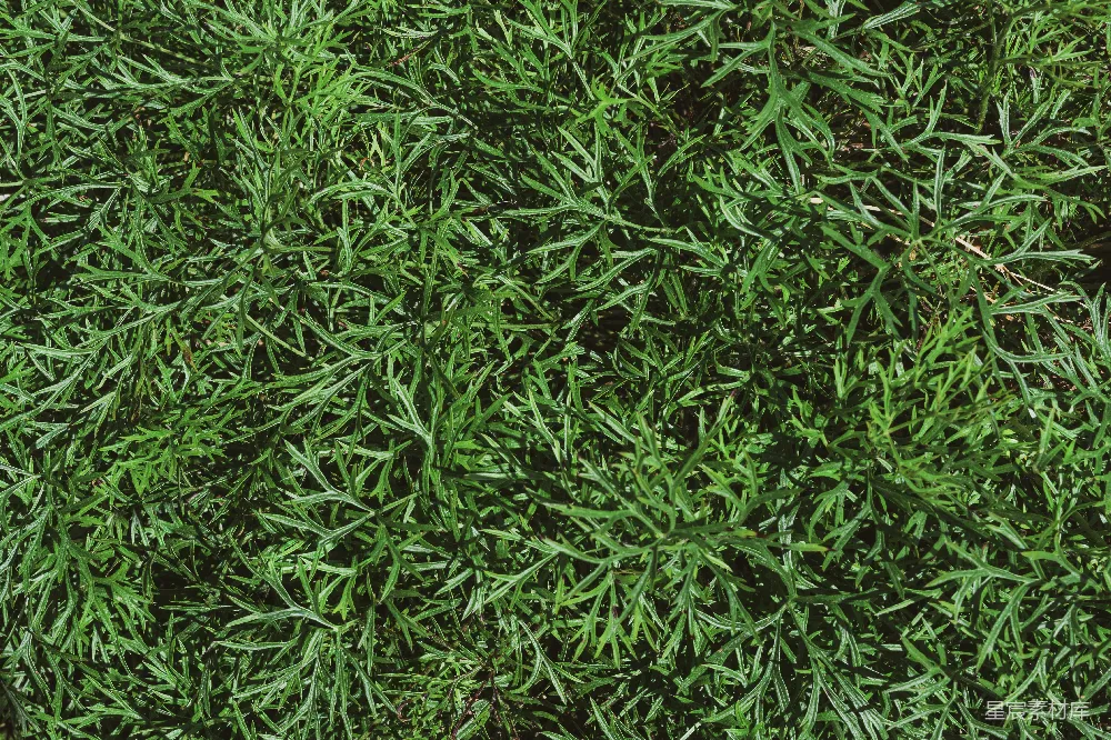 高清摄影 自然纹理 植物 绿色 背景 户外 翠绿的植物纹理