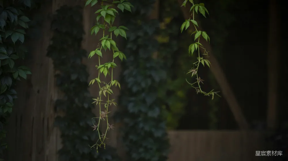高清摄影 自然 藤蔓 绿色 静谧 植物 藤蔓的静谧时光