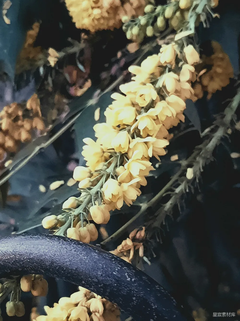 高清摄影 秋花 黄昏 自然 静谧 户外 秋日黄昏的花枝