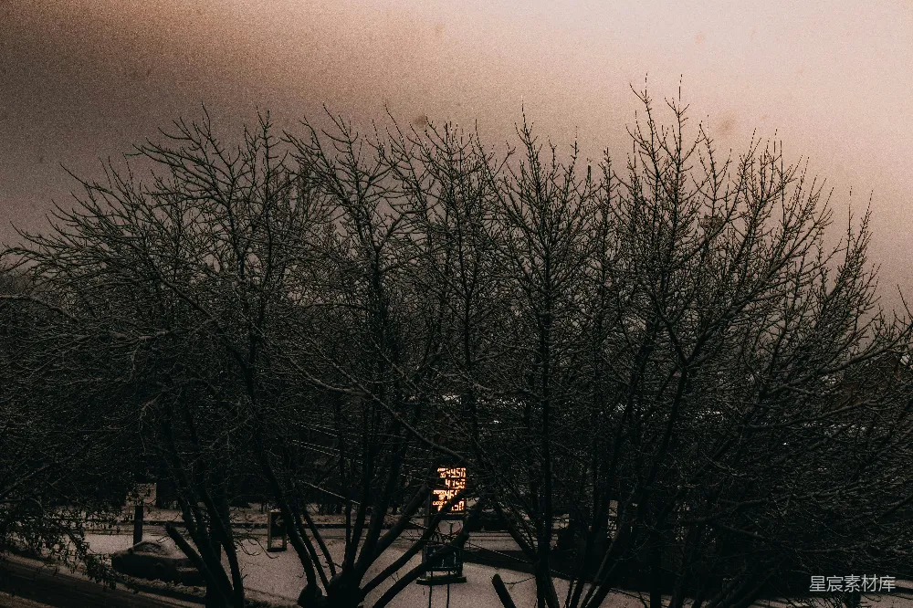 高清摄影 冬景 雪景 枯树 冷色调 自然 冬日雪景中的枯树