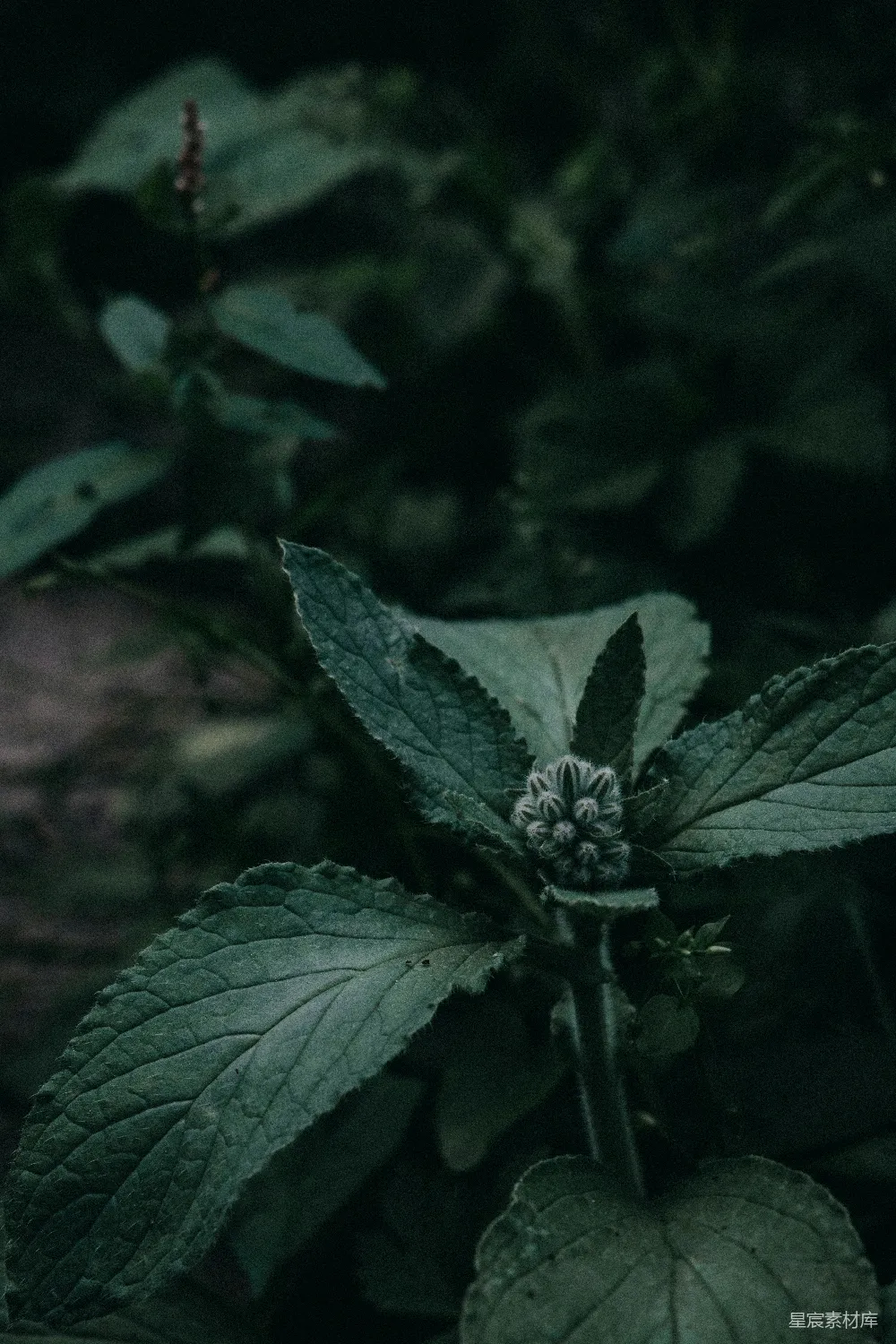 高清摄影 植物 深色 自然 特写 森林 深色森林中的植物特写