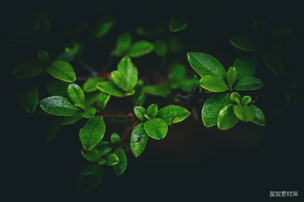 高清摄影 自然 植物 清新 宁静 微观 绿叶的细语