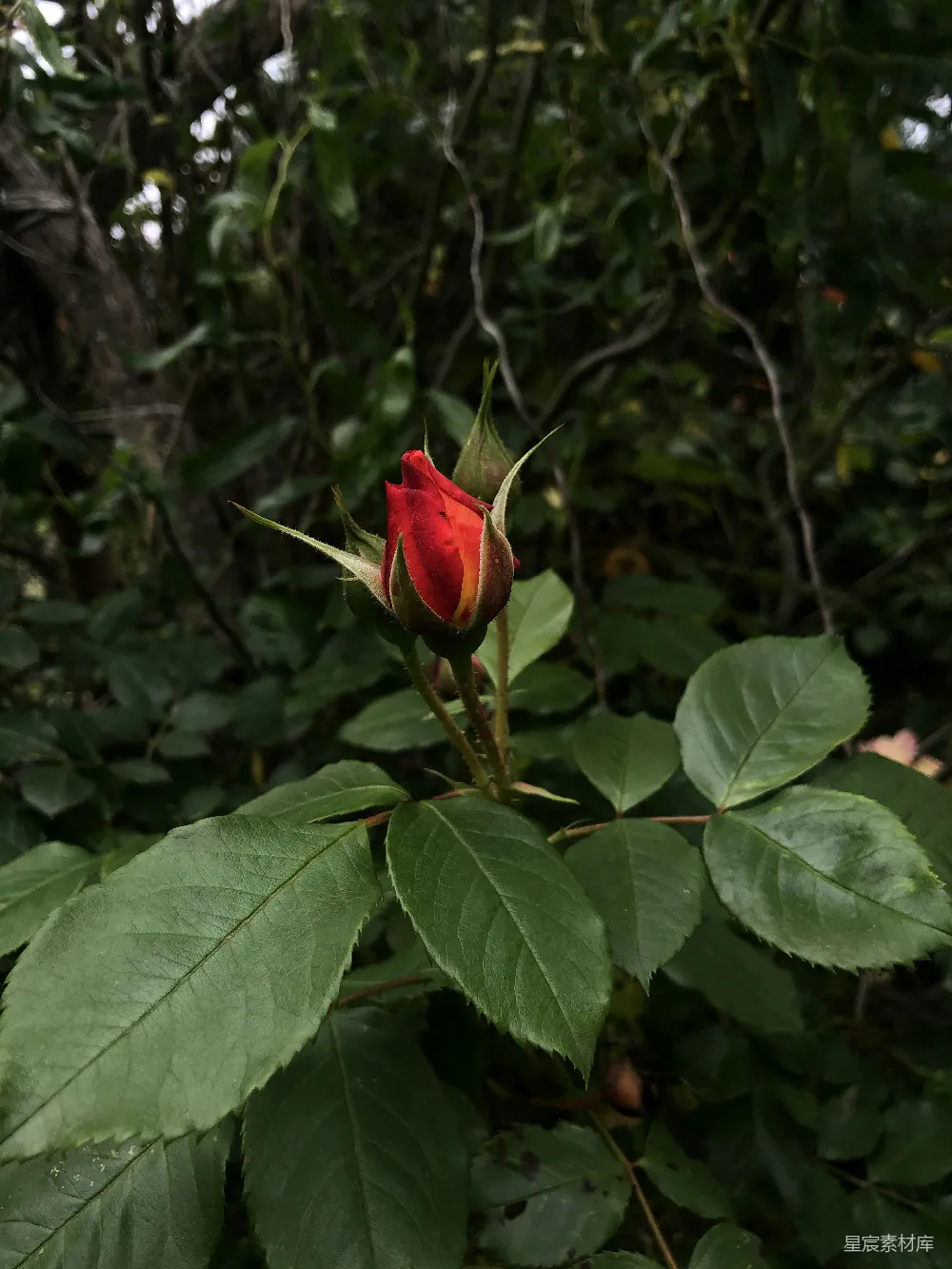 高清摄影 玫瑰 自然 花卉 静谧 自然风光 红玫瑰的静谧绽放