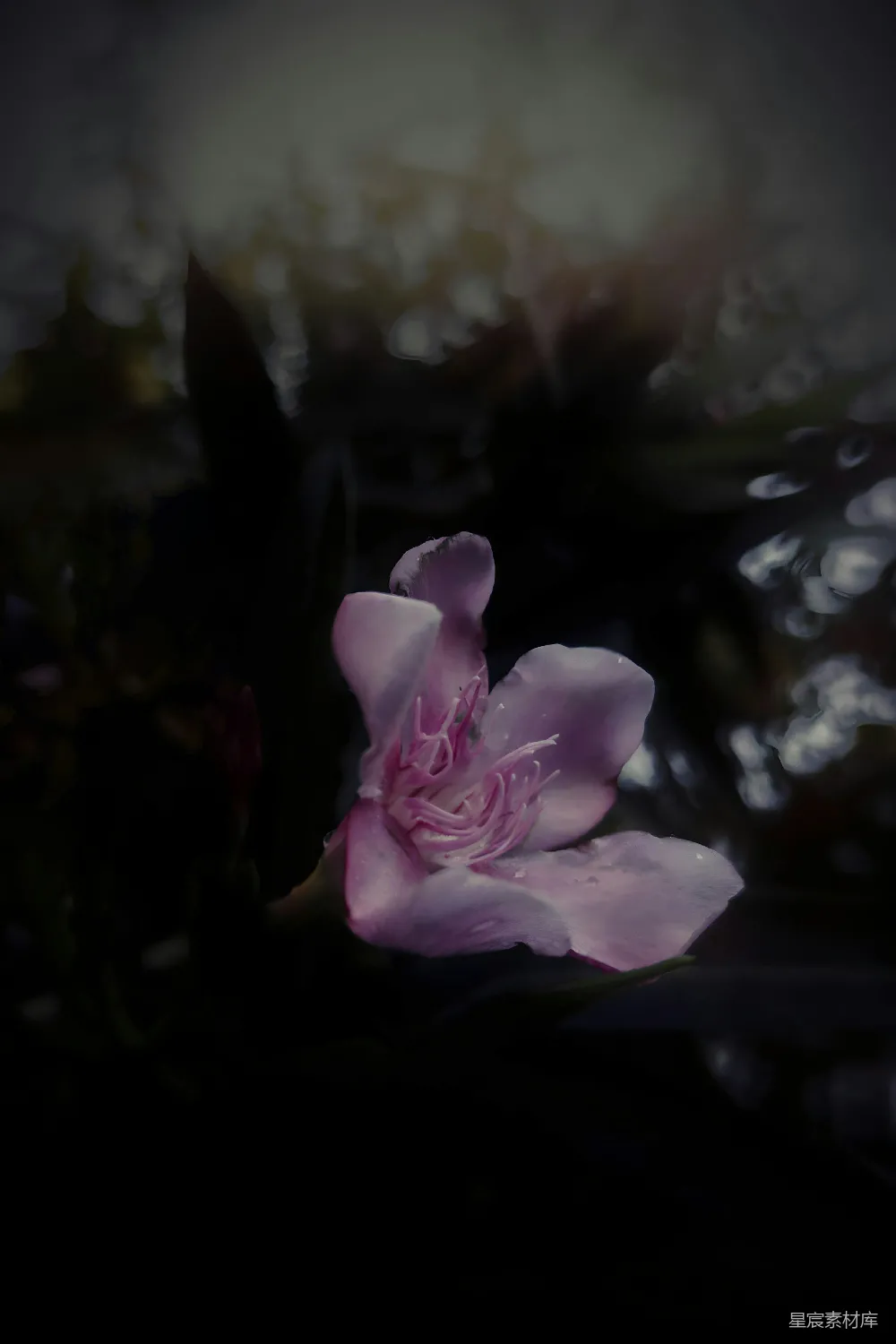 高清摄影 花朵 静谧 粉红色 自然 摄影 静谧中的粉色花朵