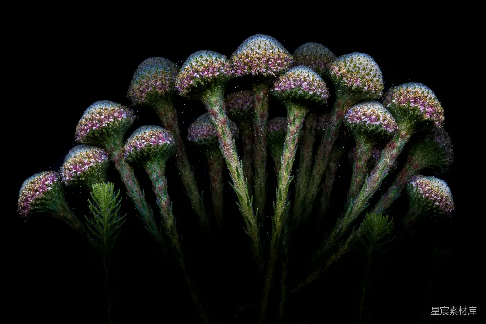 高清摄影 自然 花卉 静物 摄影 艺术 绽放的花朵