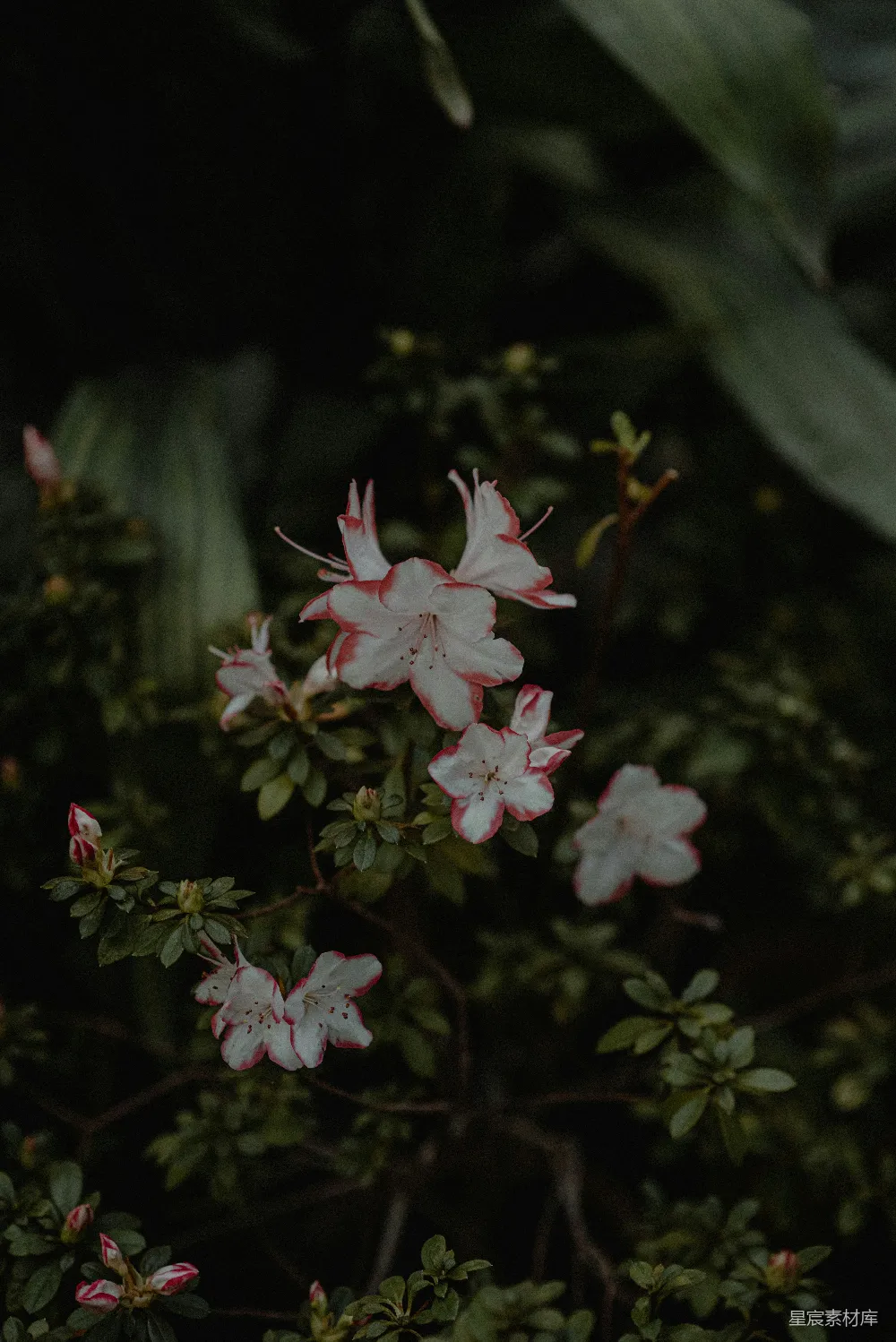 高清摄影 山茶花 粉色 自然 花卉 户外 粉色山茶花