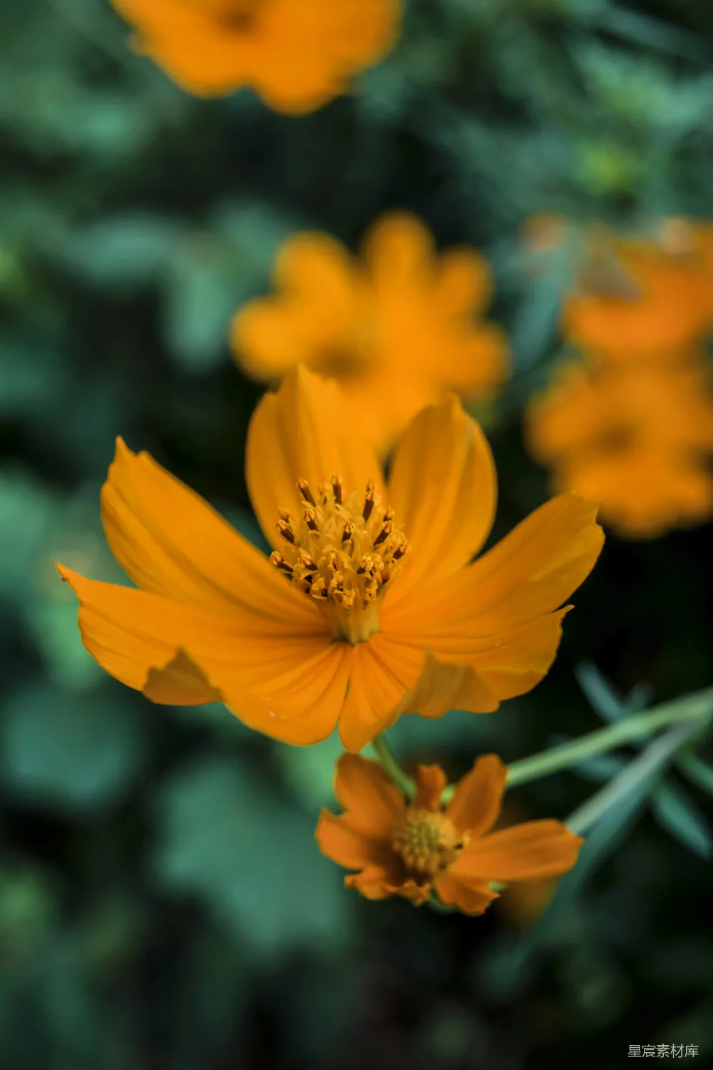 高清摄影 花朵 自然 特写 橙色 植物 橙色花朵特写