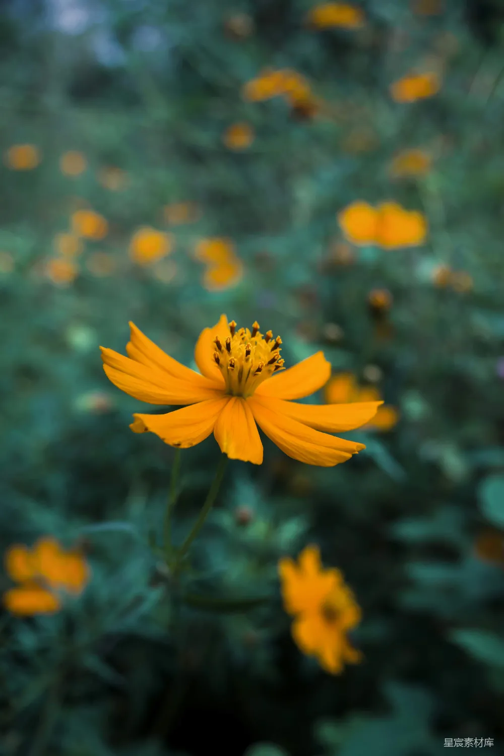 高清摄影 花朵 自然 宁静 花卉 户外 黄色花朵的静谧之美