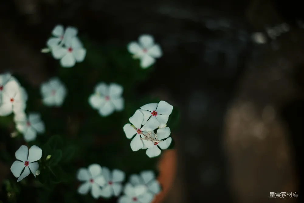 高清摄影 花朵 自然 静谧 微光 柔和 微光中的白花
