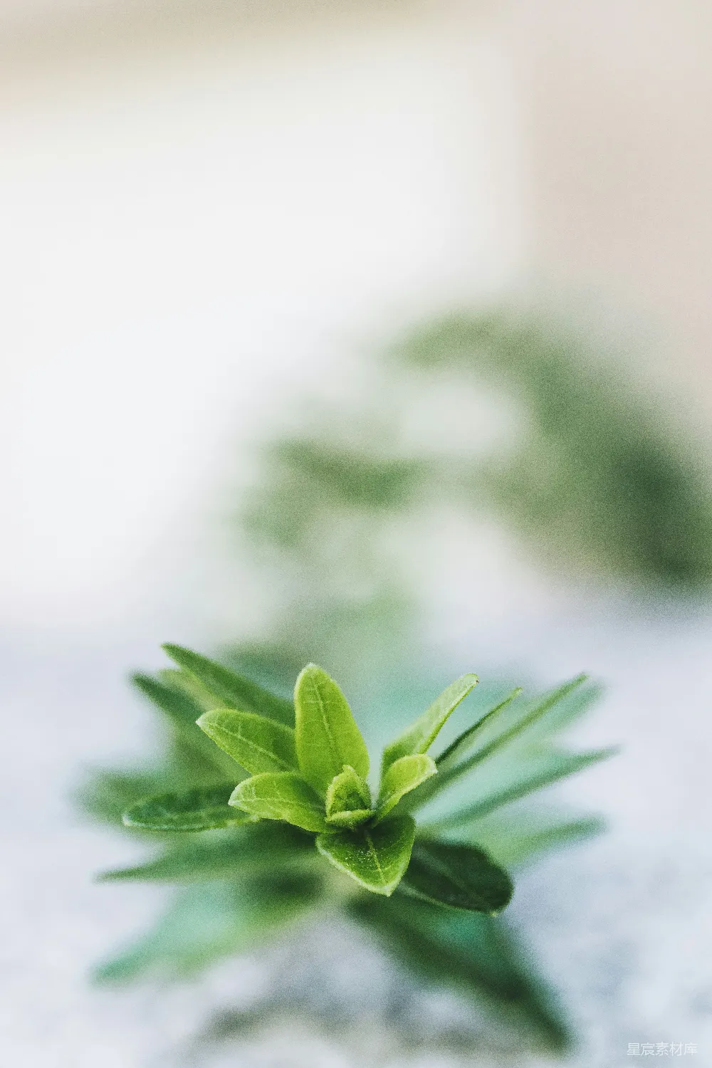 高清摄影 绿叶 自然 清新 植物 微距摄影 清新绿叶特写
