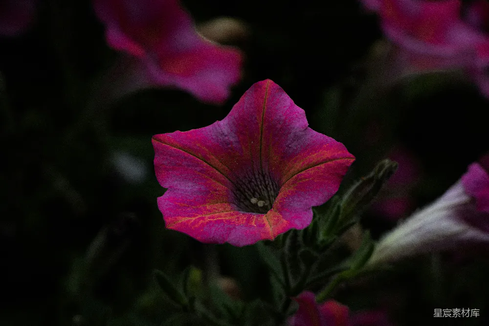 高清摄影 风铃花 紫色 深色背景 自然 花卉 深色背景下的紫色风铃花