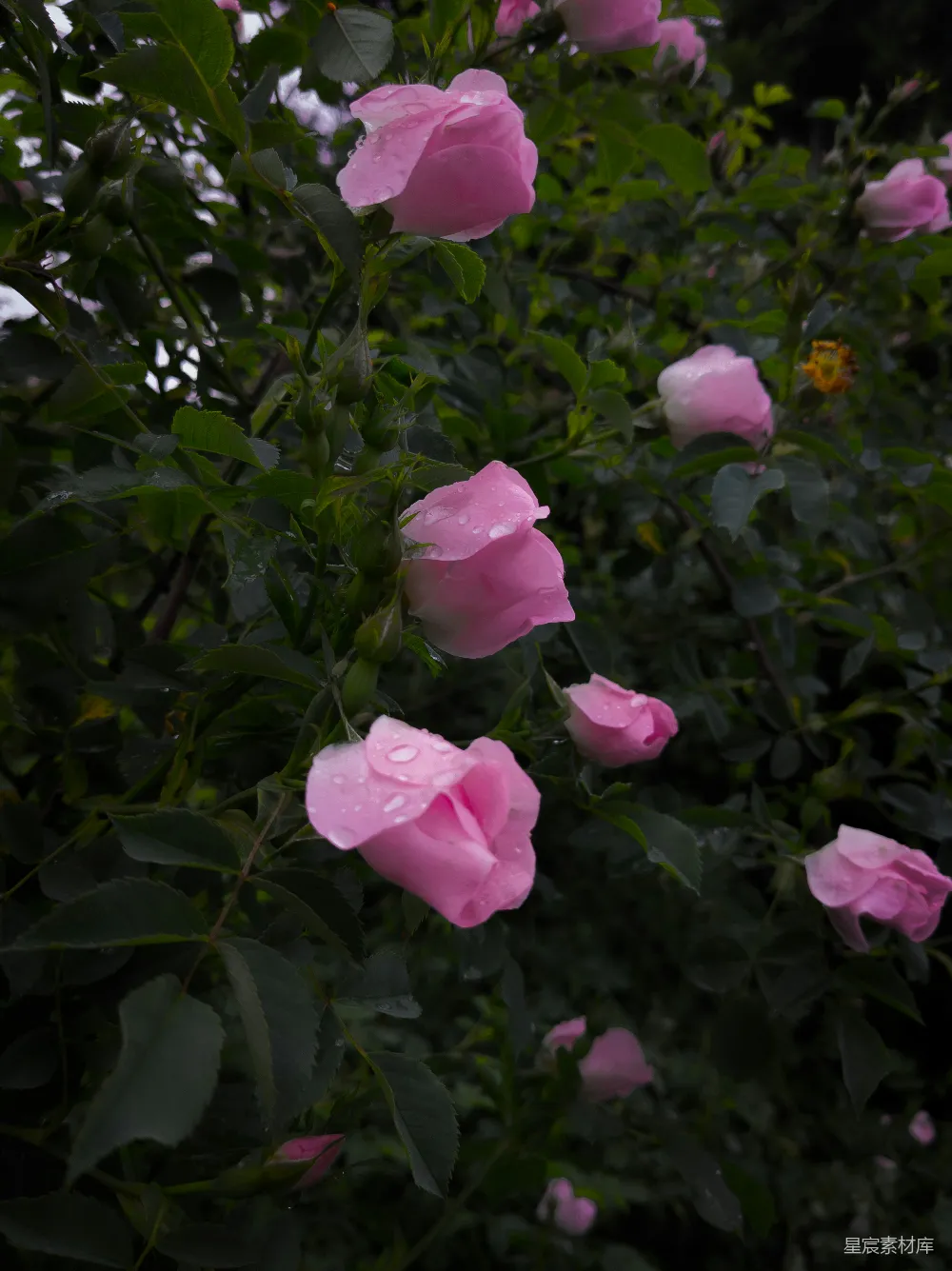 高清摄影 玫瑰花 雨后 自然 浪漫 花卉 雨后粉玫瑰