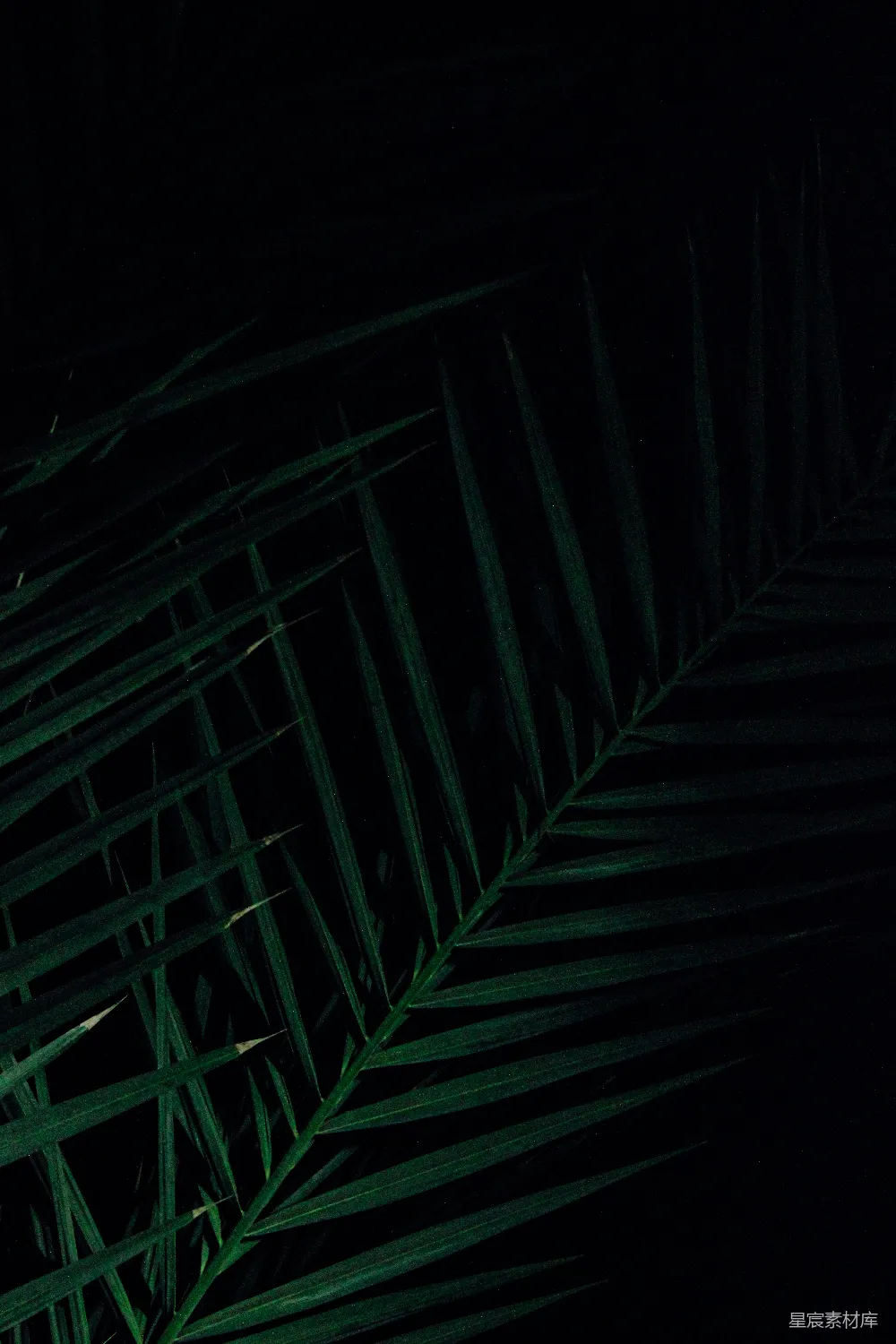 高清摄影 自然 夜晚 光影 植物 抽象 夜色中的绿叶