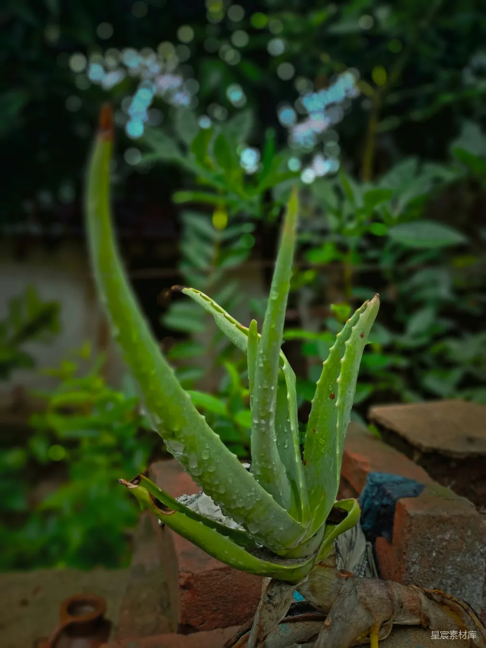 高清摄影 芦荟 雨滴 自然 植物 清新 雨后芦荟