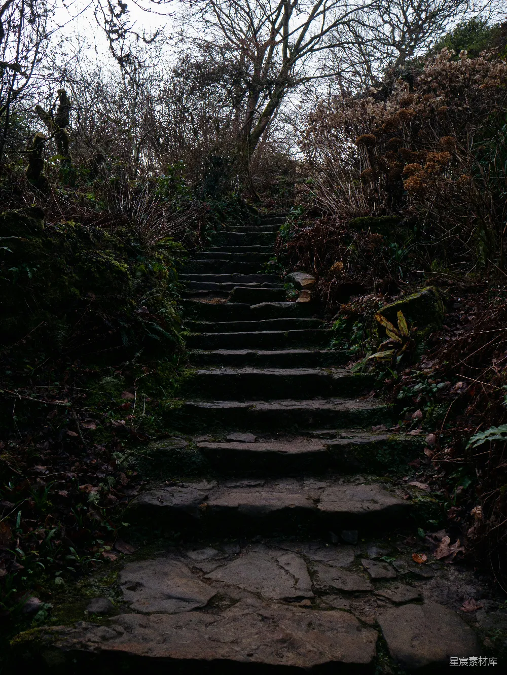 高清摄影 森林 石阶 幽暗 自然 探险 幽暗森林中的石阶