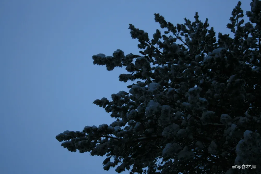 高清摄影 雪景 松树 冬季 自然 宁静 雪夜松枝