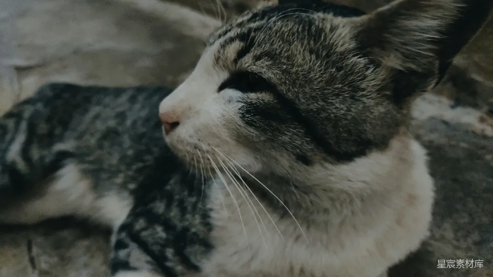 高清摄影 猫咪 静谧 自然 宠物 温柔 沉睡的猫咪