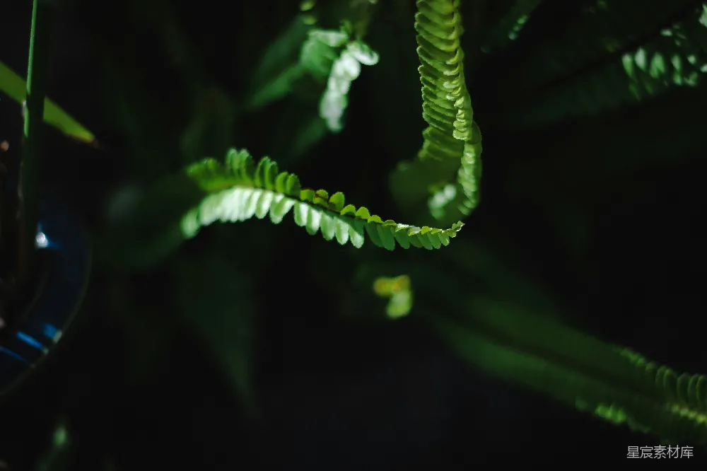 高清摄影 绿色植物 自然 黑暗 细节 静谧 幽暗中的绿色植物