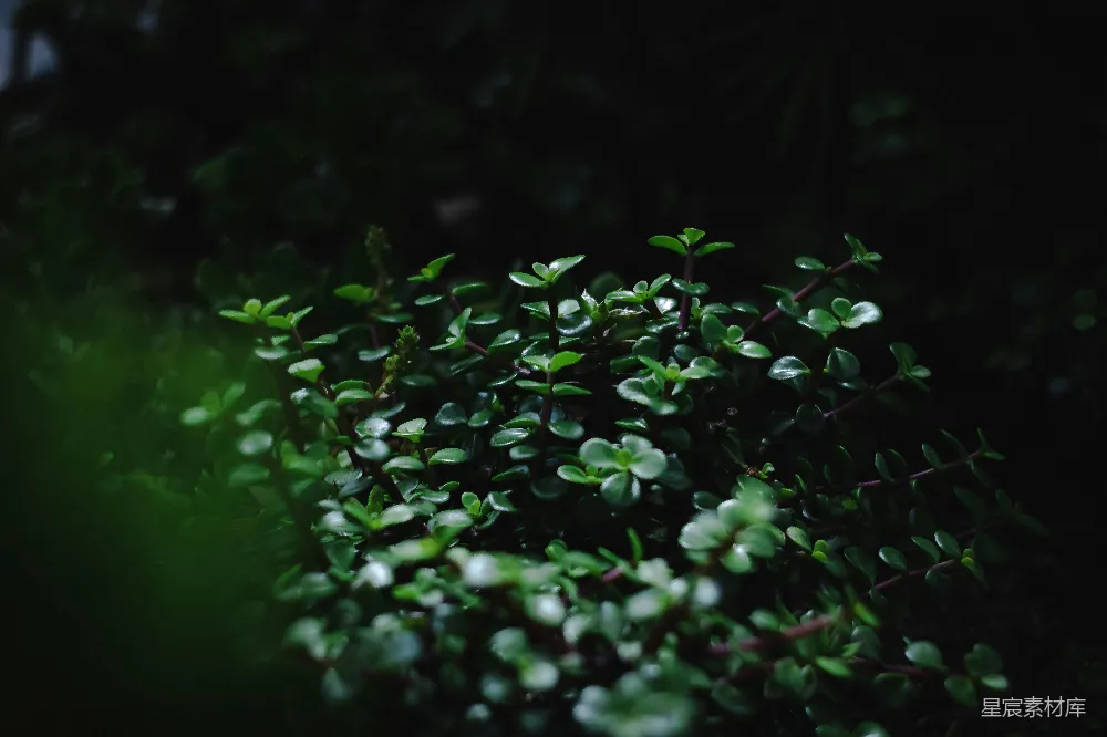 高清摄影 植物 绿植 自然 黑暗 宁静 幽暗中的绿植