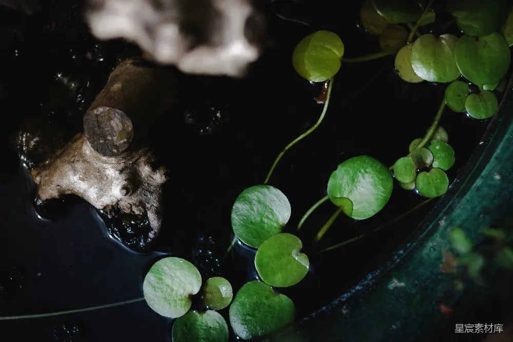 高清摄影 植物 水生植物 自然 阴暗 神秘 池塘中的植物与骨骼