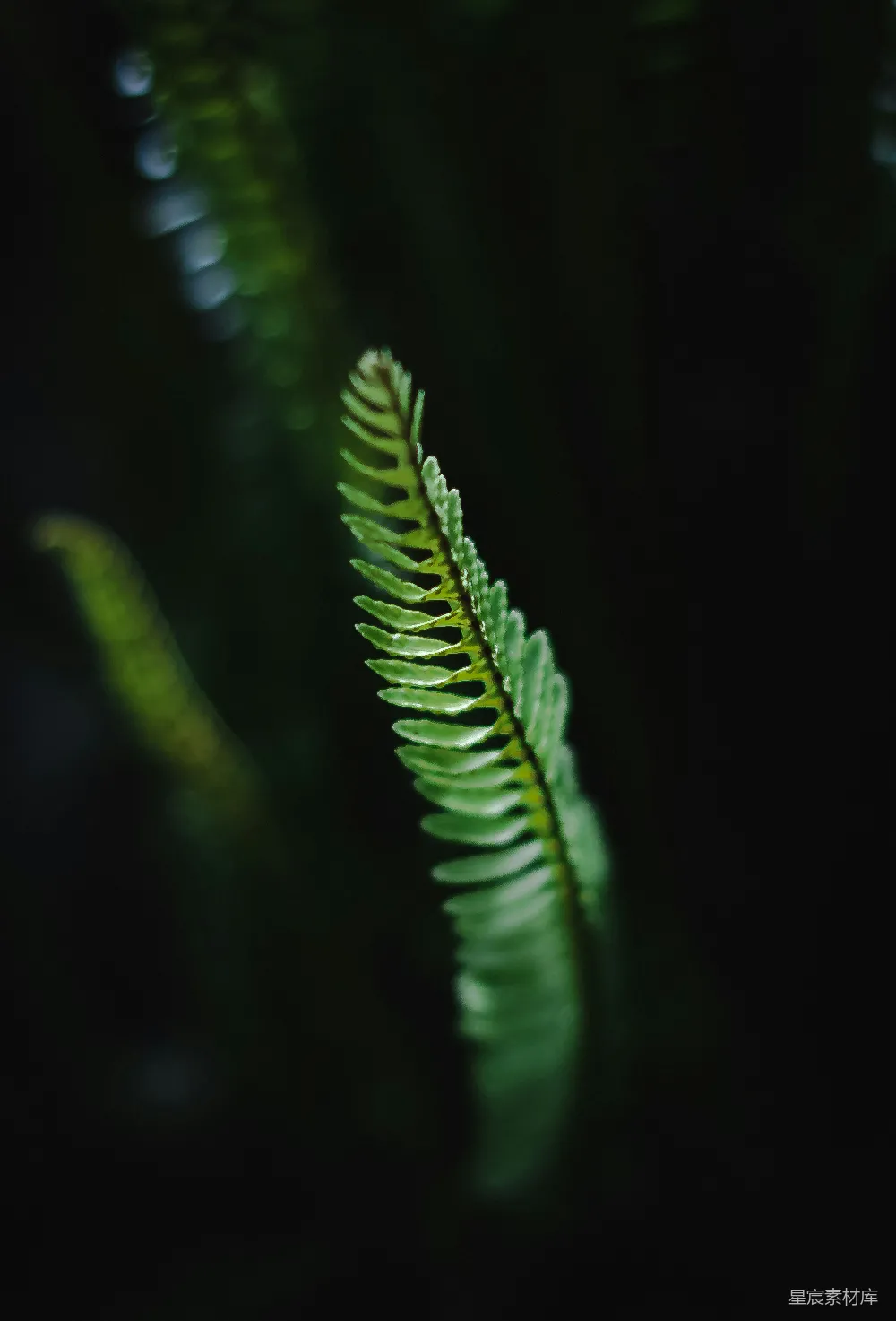 高清摄影 蕨叶 自然 深林 生态 绿色 深林中的蕨叶