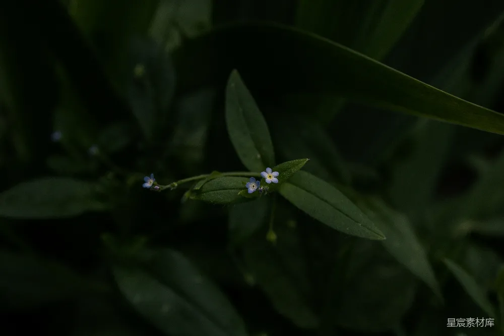 高清摄影 植物 自然 微距摄影 蓝色 宁静 幽静中的蓝色小花