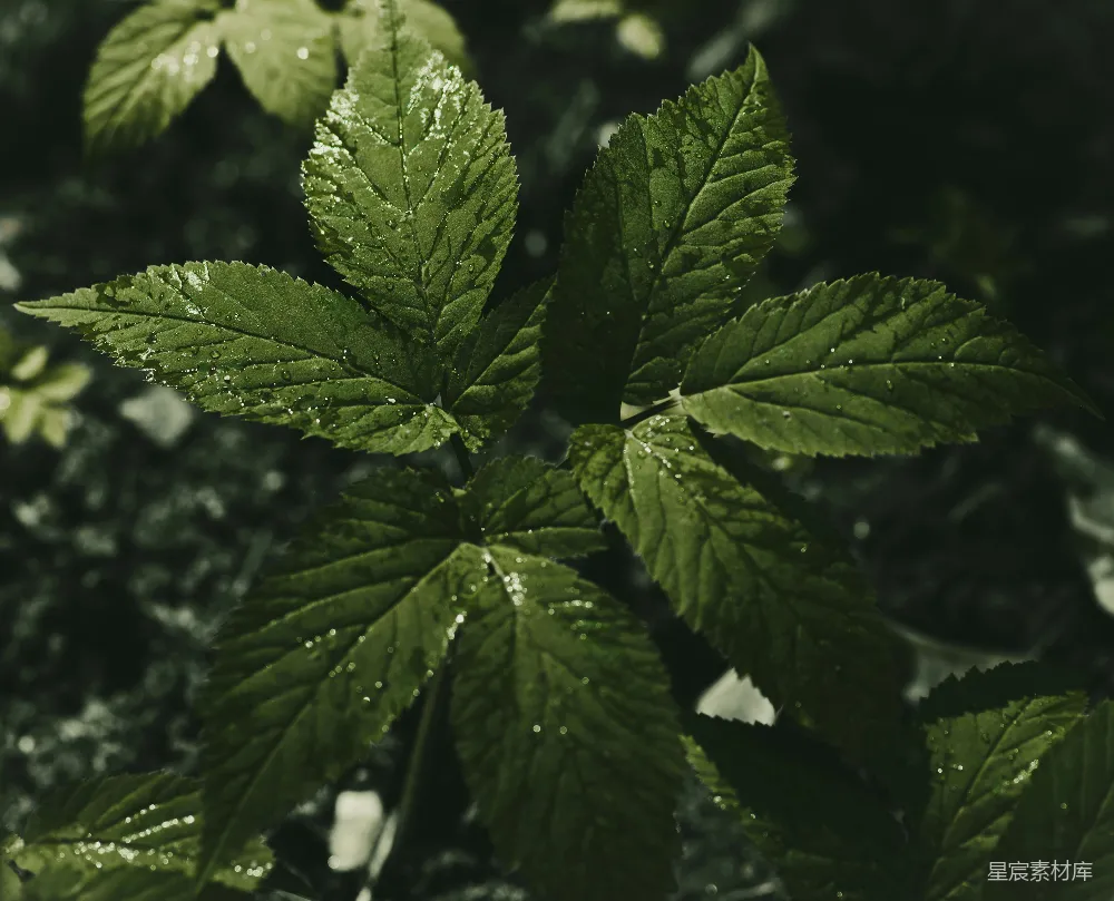高清摄影 自然 植物 清新 雨后 绿色 雨后清新叶