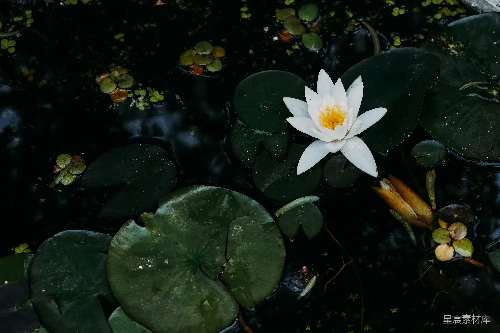 高清摄影 莲花 自然 宁静 水生植物 花卉 静谧的水莲