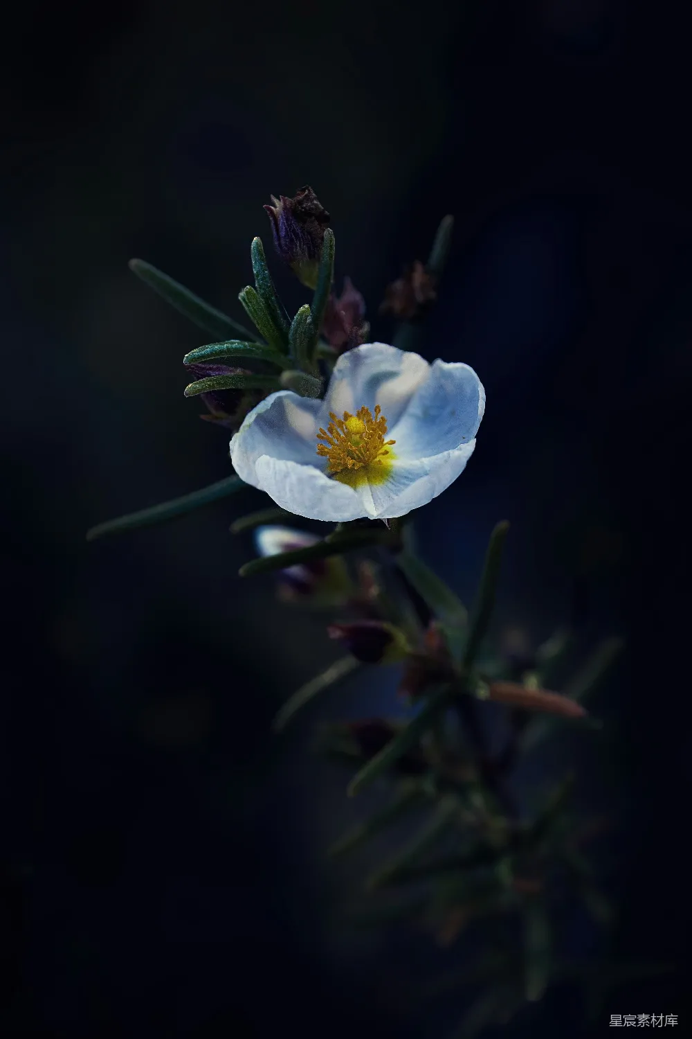 高清摄影 花 夜景 摄影 自然 柔美 夜色中的花朵