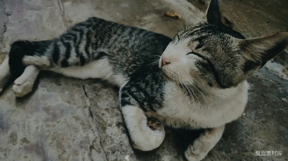 高清摄影 猫 休息 宁静 宠物 悠闲的猫儿