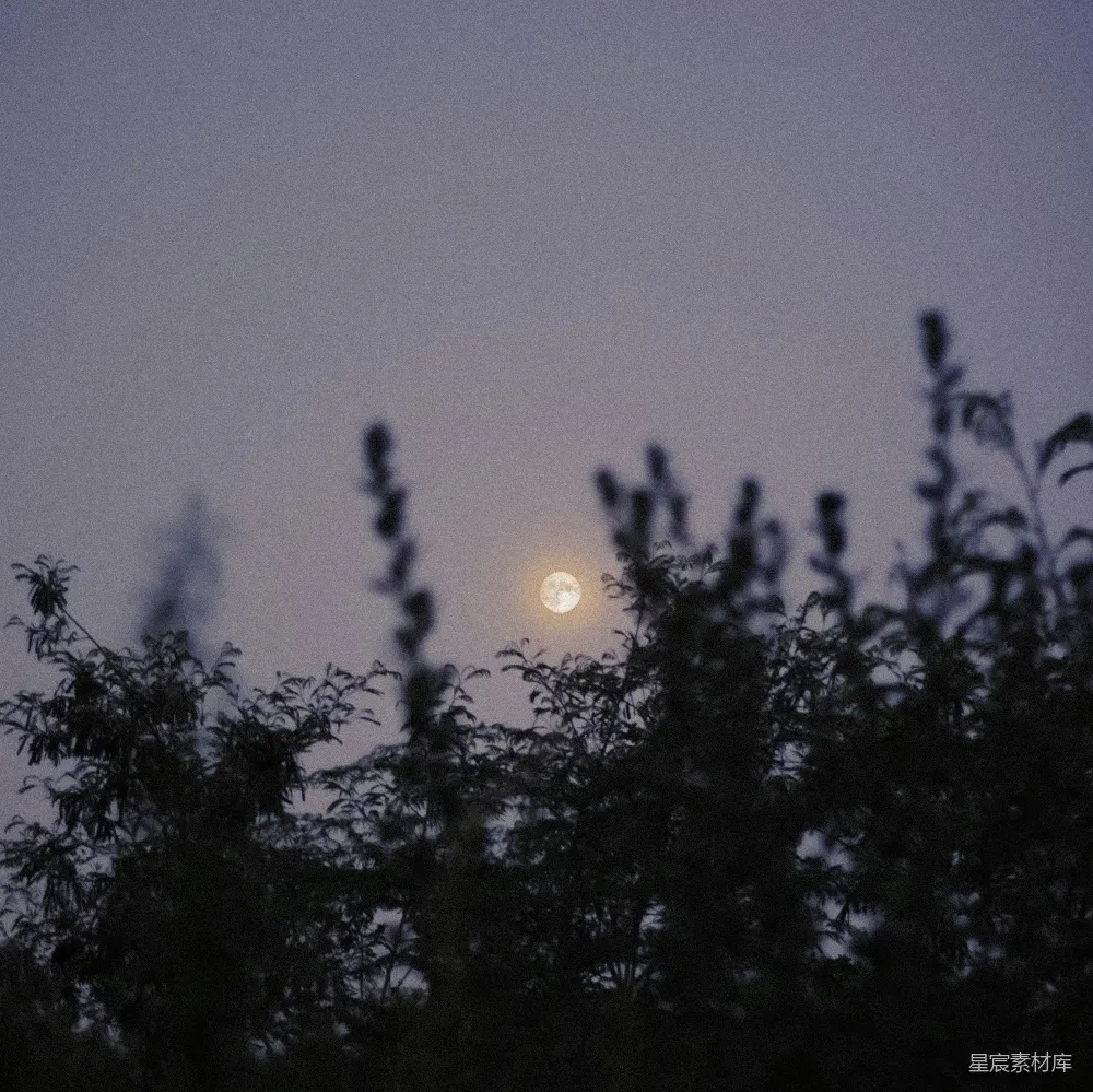 高清摄影 月亮 夜晚 自然 宁静 树梢 月夜下的树梢