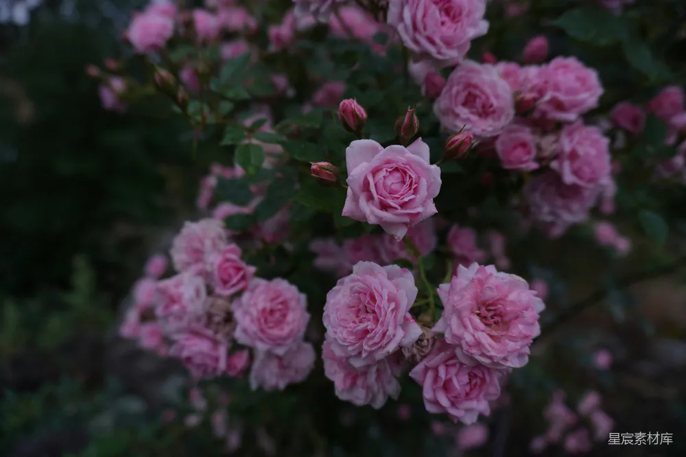 高清摄影 玫瑰 雨后 自然 花卉 宁静 雨后粉红玫瑰