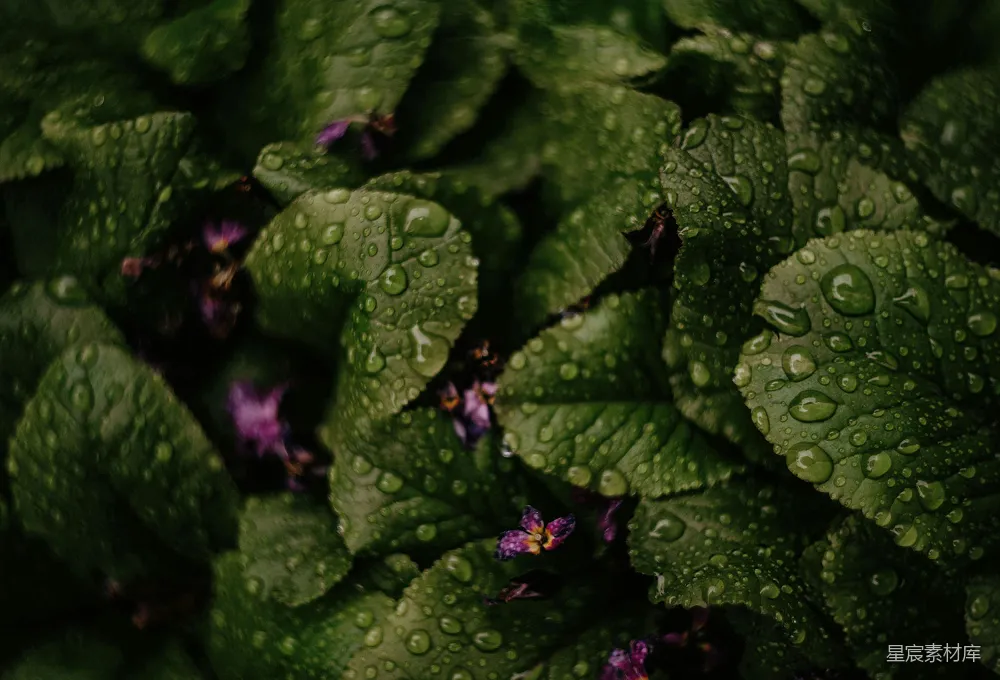 高清摄影 自然 植物 雨滴 紫色花朵 清新 雨后绿叶与紫色花蕾