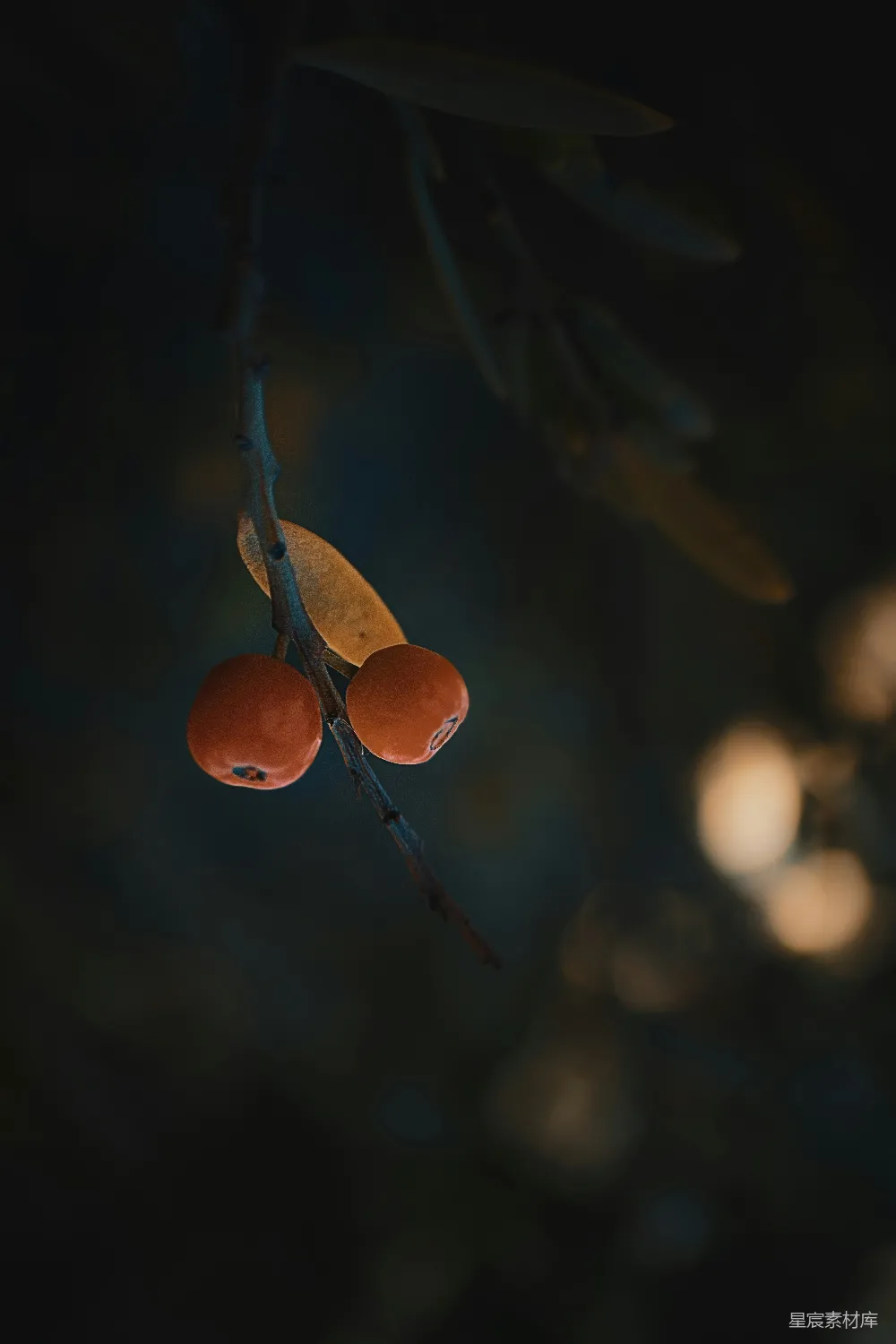 高清摄影 果实 夜景 自然 摄影 静谧 夜色中的果实