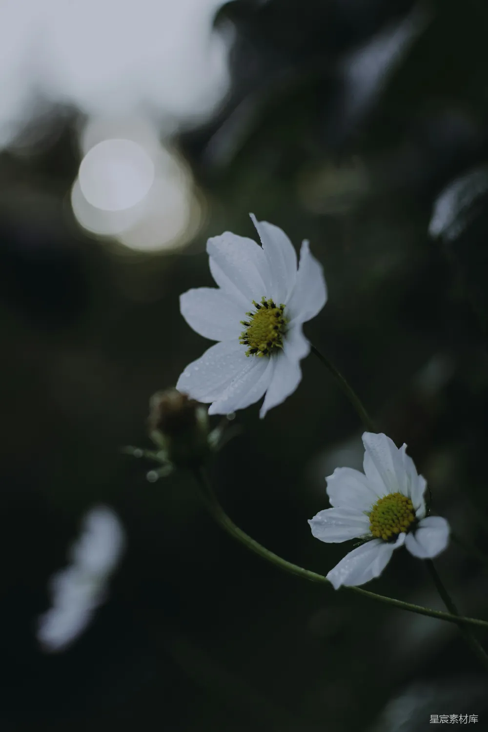 高清摄影 花朵 雨后 自然 清新 静谧 雨后白花