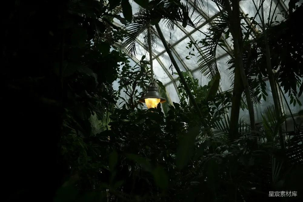 高清摄影 温室 植物 灯光 自然 宁静 温室中的灯光