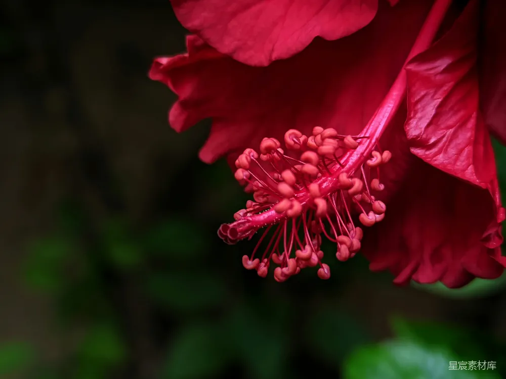 高清摄影 花朵 特写 红色 自然 摄影 绽放的红色花朵特写