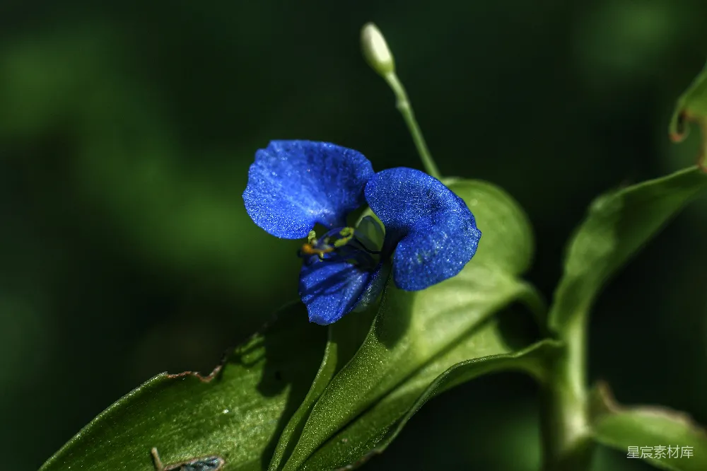 高清摄影 花朵 自然 清新 植物 春天 蓝紫色小花与绿叶