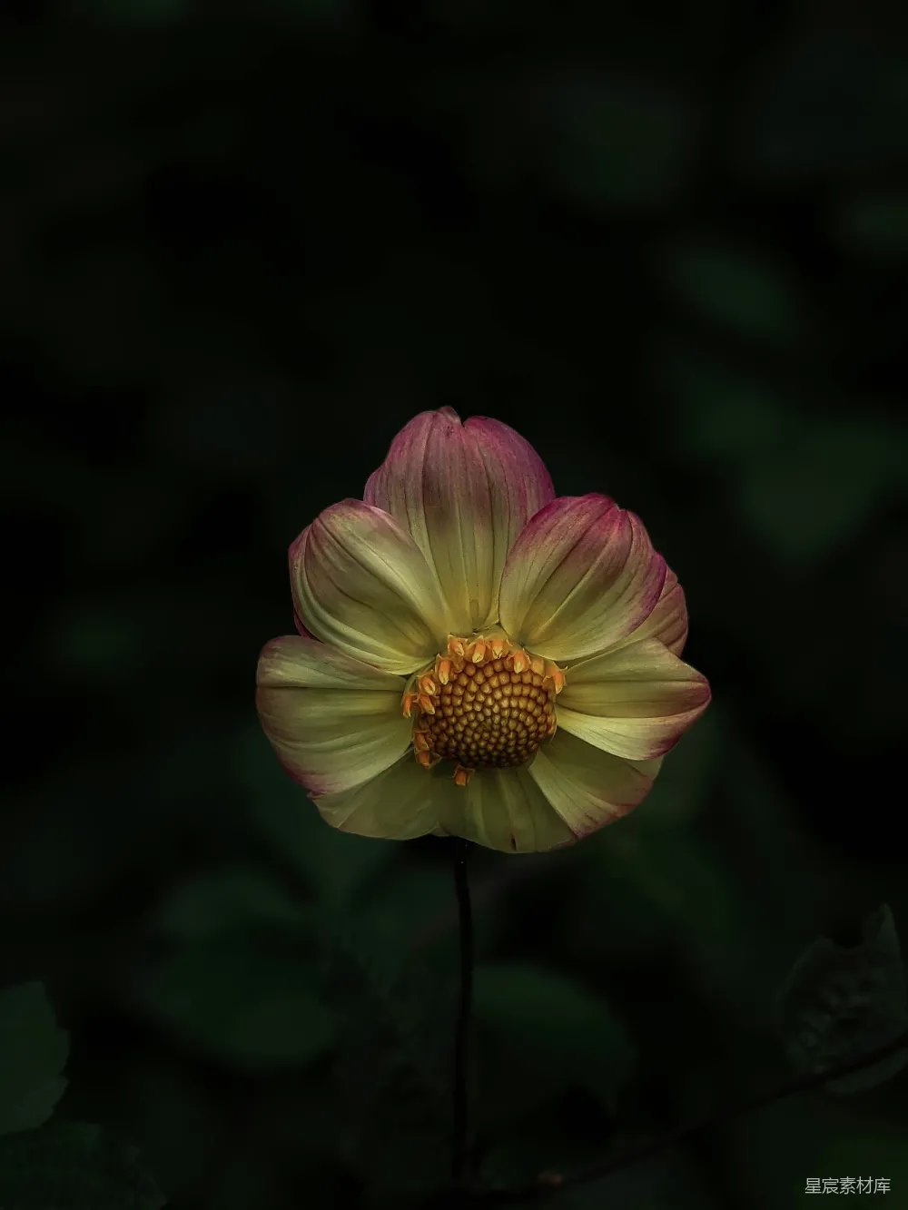 高清摄影 菊花 植物 自然 摄影 宁静 晚霞中的菊花