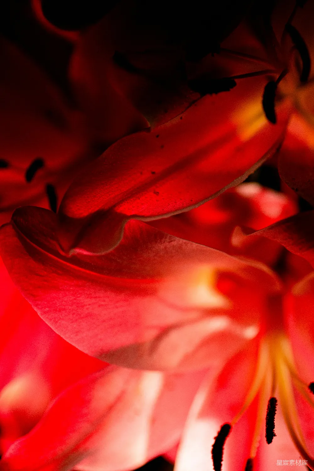 高清摄影 花朵 特写 红色 自然 摄影 红色百合花的特写