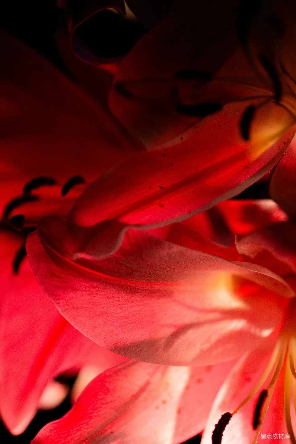 高清摄影 花卉 特写 红色 自然 深色背景 红花特写：深色背景下的自然之美